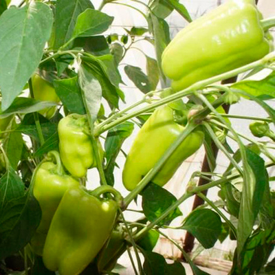 Джейд F1 семена перца сладкого (Sakata / Саката)