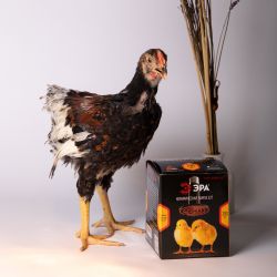 Инфракрасная лампа ЭРА ЭРА FITO-100W-НQ керамическая серии CeramiHeat модель RX для брудера, рептилий 100 Вт Е27