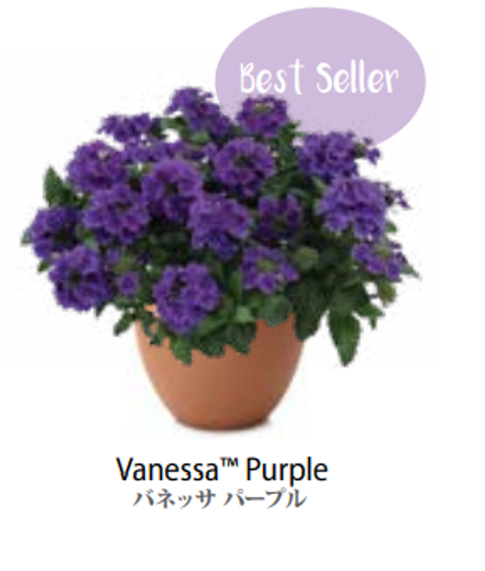 ЕВРО Вербена Verbena Vanessa Purple НЕукор черенок середина ноября 25