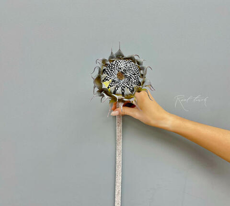 Подсолнух без лепестков - Черный