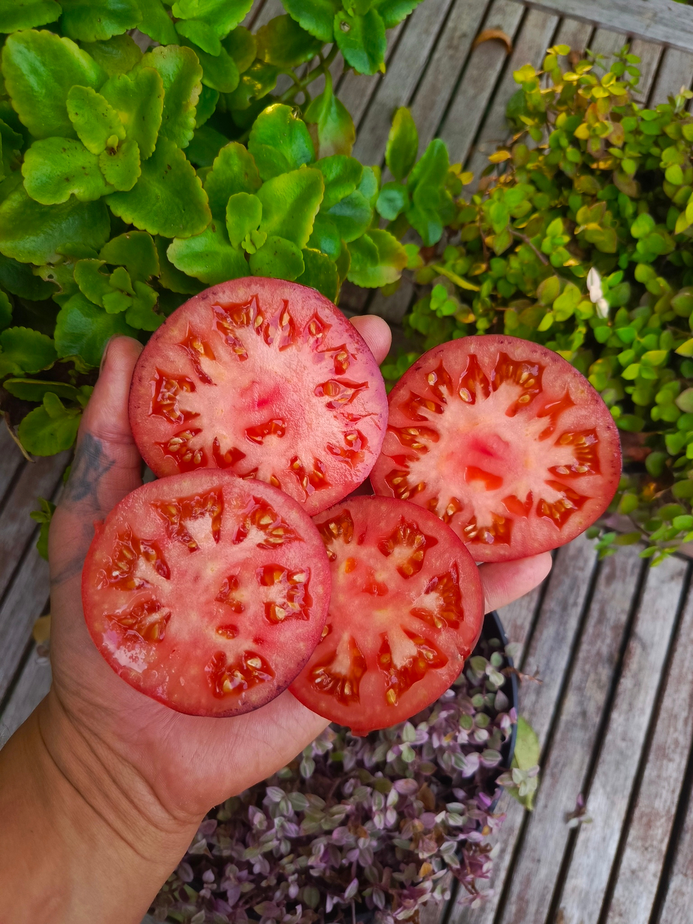 Мисс Форье сорт томата