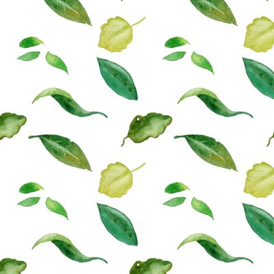 зеленые листья на белом фоне