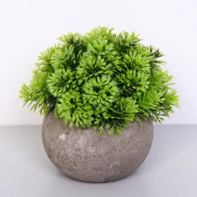 Цветочная композиция «Green garden» 10*12см в горшке, шишка