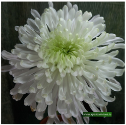 Одноголовая хризантема Фалькон ☘ о.36 (нет в наличии)