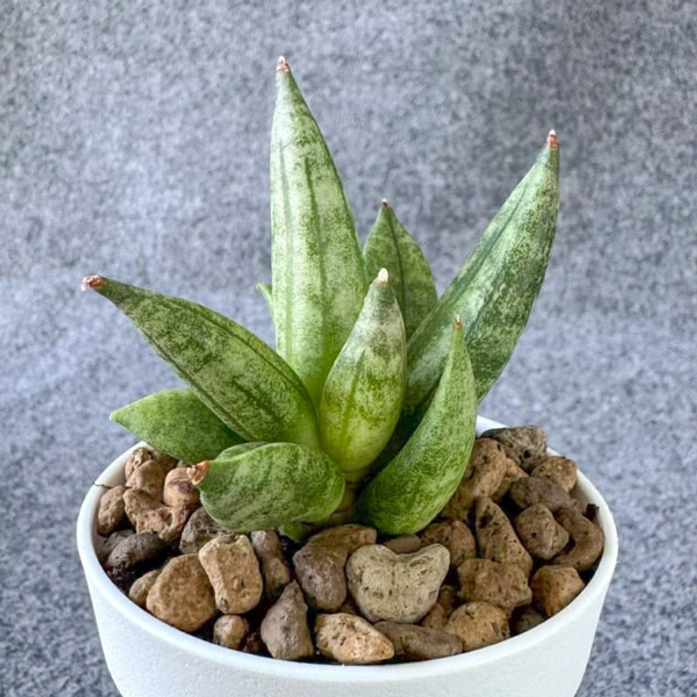 Сансевиерия HEDGEHOG