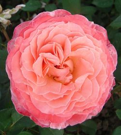 Лоран Каброль (Laurent Cabrol)