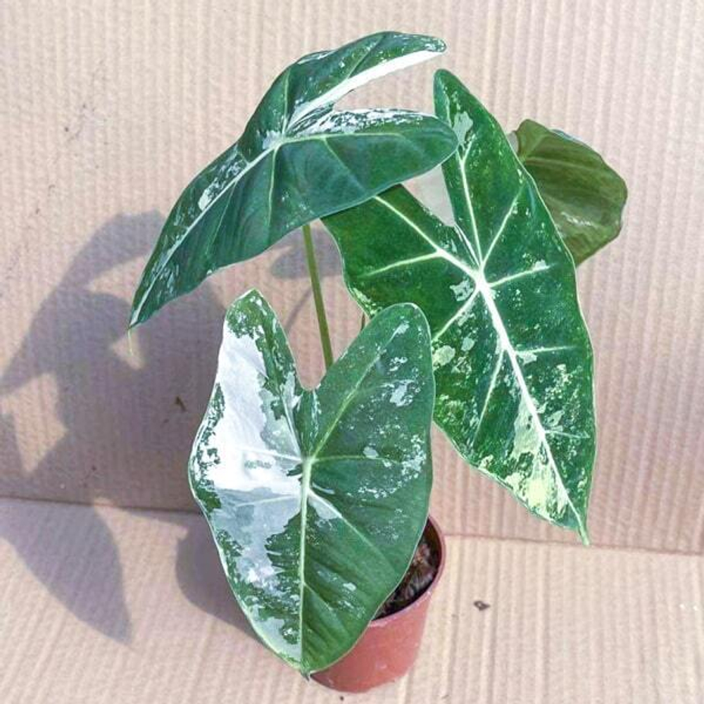 Алоказия FRYDEK VAR