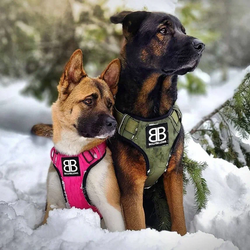 Шлейка Premium Dog Harness v2.0 BullyBillows