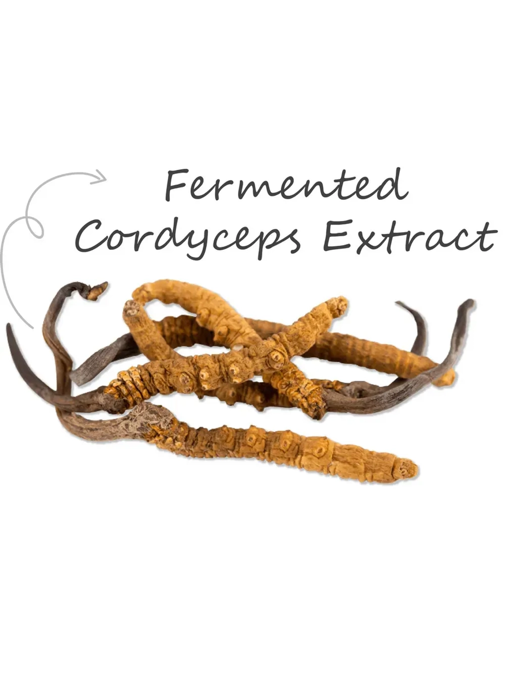 CordyMax Противоопухолевый