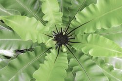 Коллекция GREENDAY