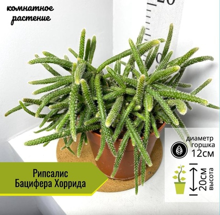 Рипсалис Бацифера Хоррида, D12см H20см, 1шт, Нидерланды