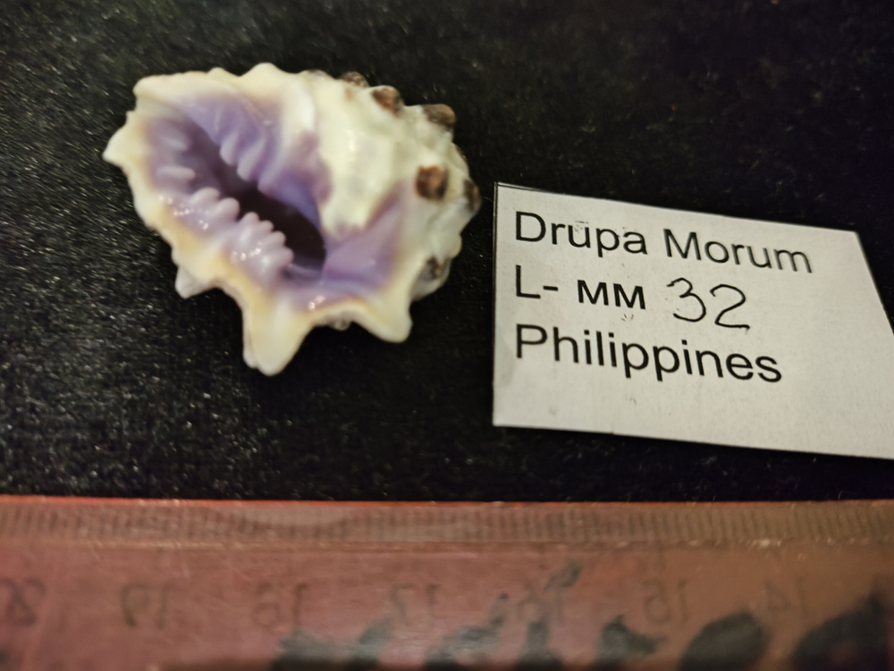 Друпа Морум