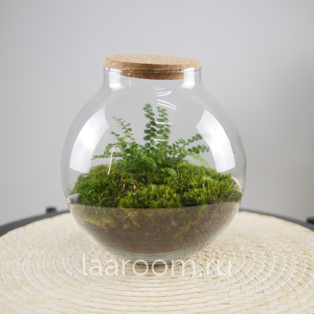 Флорариум эко-система Du-Bubble Папоротни