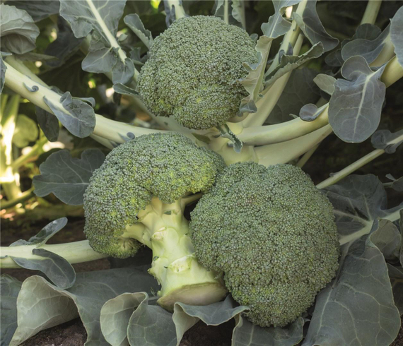 БАТАВИЯ_F1_семена_капусты_брокколи_Bejo_семена_оптом – фото 1