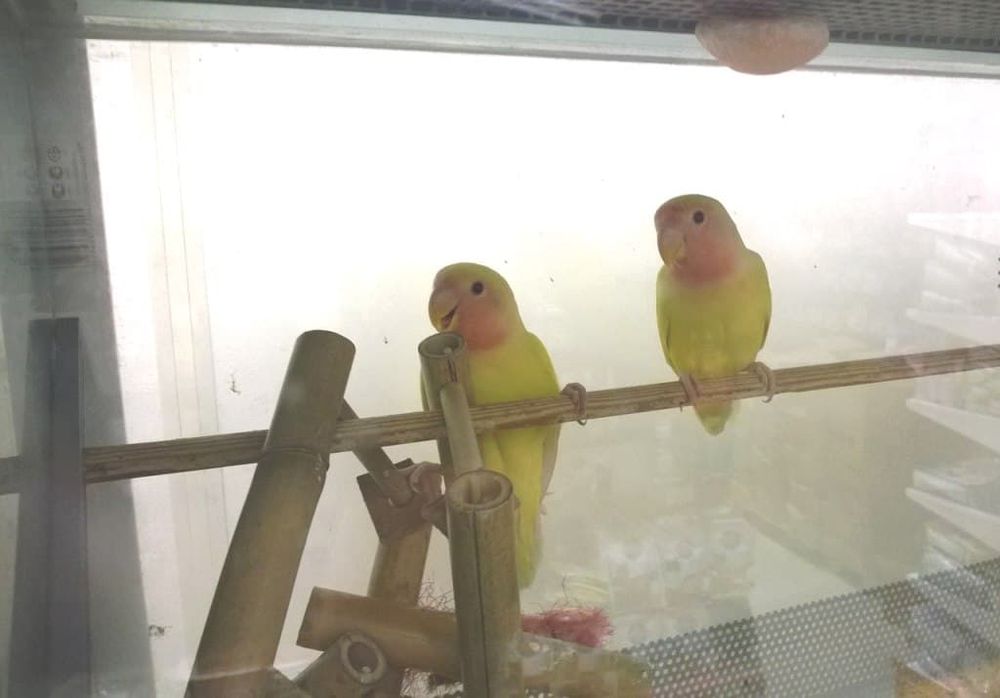 Попугай Неразлучник (код 765) Попугай Неразлучник (код 765)