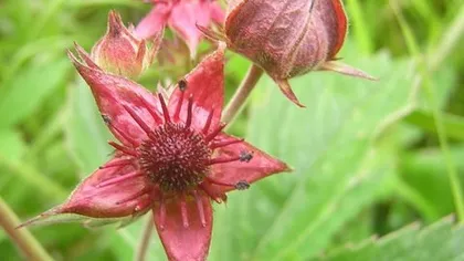 Сабельник болотный