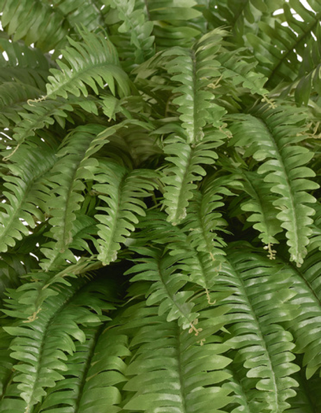 Папоротник Бостон Новый свисающий Гигант