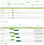 Чамп F1 семена капусты белокочанной (Seminis / Семинис)