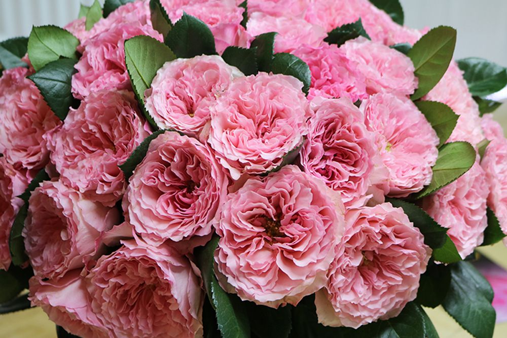 Майра Роуз (Mayra's Rose)