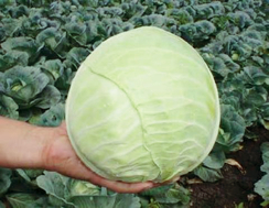 Хипо F1 семена капусты белокочанной (Sakata / Саката)