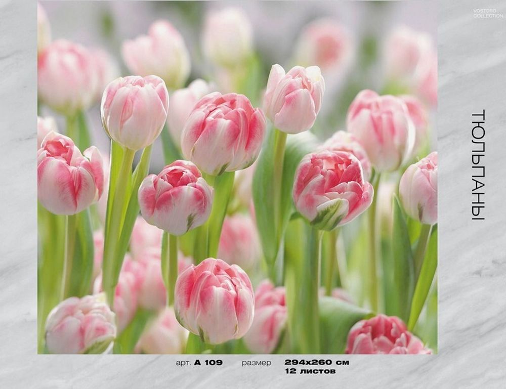 Фотообои Тюльпаны А109 294х260 (12 л) НОВИНКА