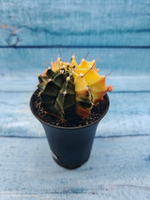 Gymnocalycium Variegata (Гимнокалициум Вариегатный)