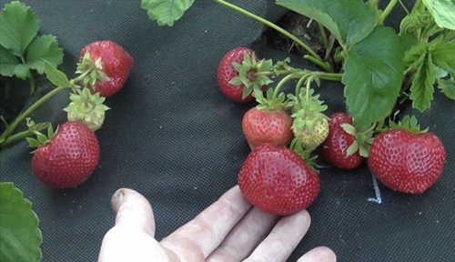 Саженцы клубники Сонсейшен