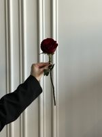 Роза кудрявая красная одноголовая