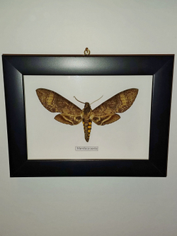 Бражник Manduca sexta в рамке