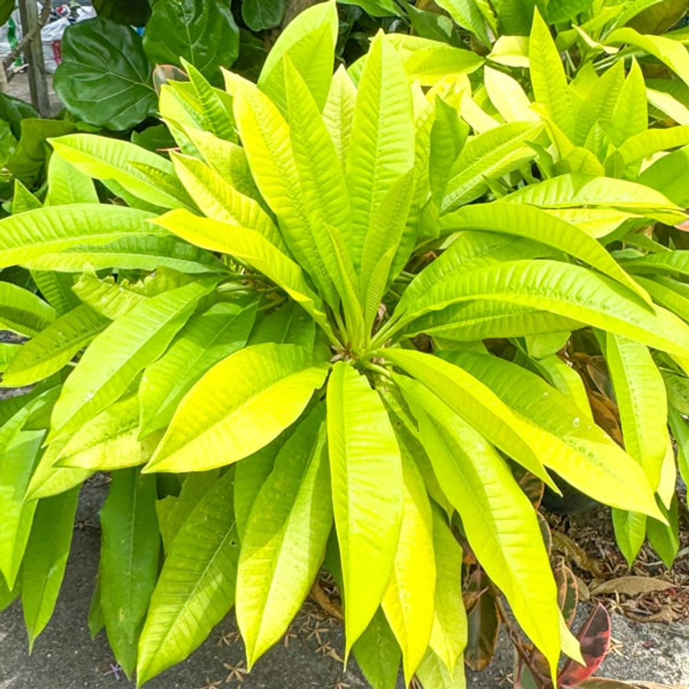 Плюмерия GOLDEN PLUMERIA