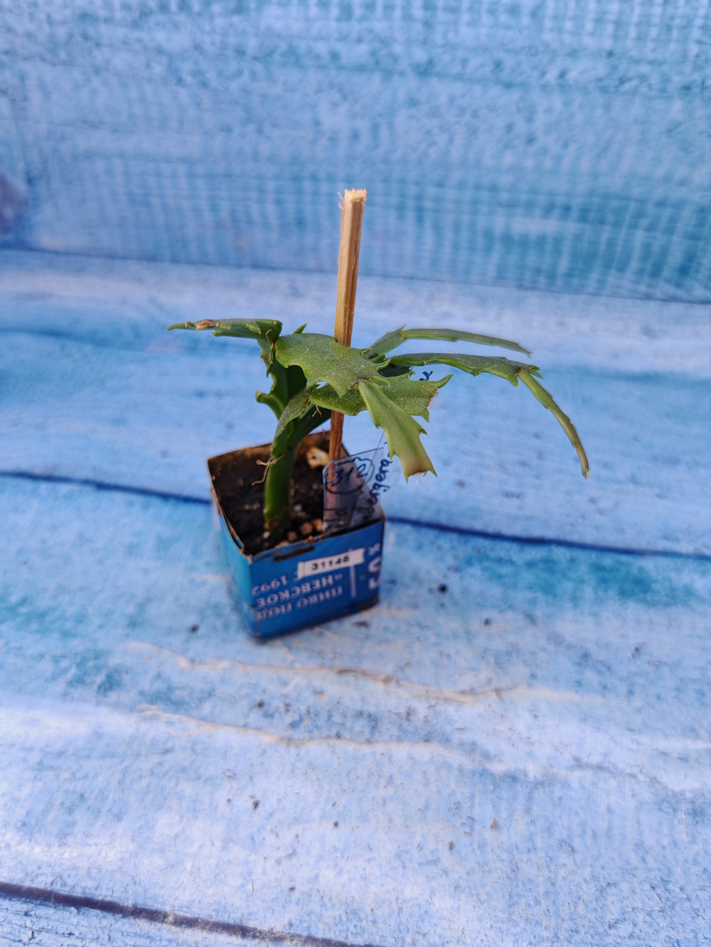 Schlumbergera cv. Thor Wild Cactus White (Шлюмбергера)