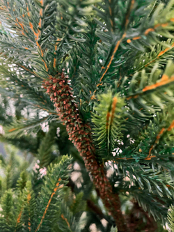 Ель TreeDeLuxe Королевская стройная 100% литая 185см зеленая