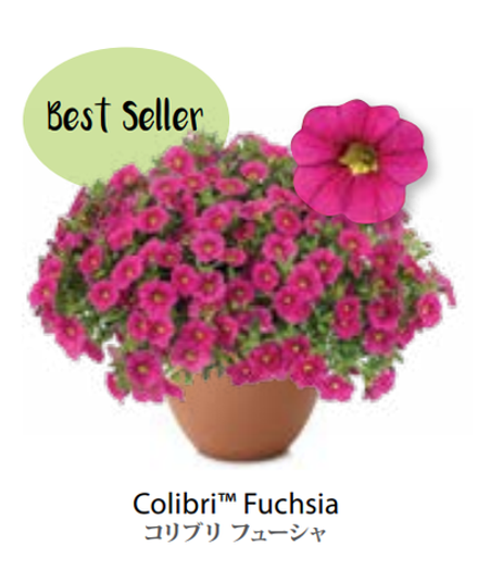 ЕВРО Calibrachoa Colibri Fuchsia НЕукор черенок конец октября 25