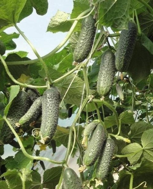 Огурец Миамара F1