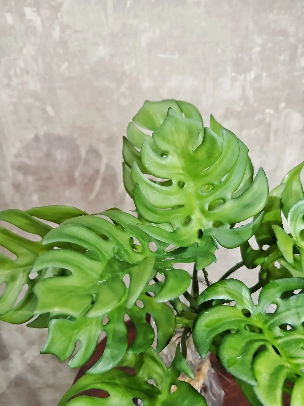 Куст монстера, 15 листьев