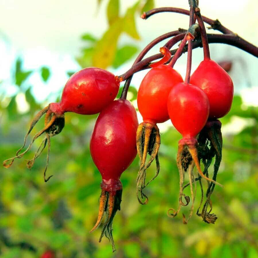 Шиповник алтайский (плоды) 500гр.