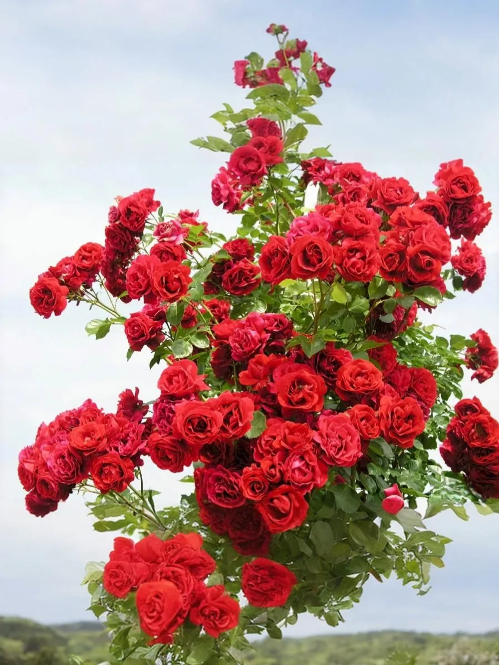 Роза плетистая Симпати