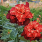 Адениум JAYANTI