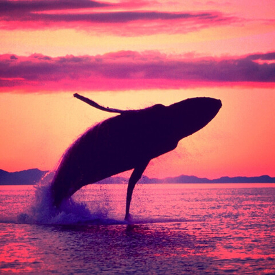 Альбом-Активация ДНК "Песни Китов"