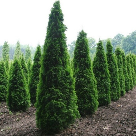 Туя западная Колумна С2 20-30