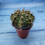 Gymnocalycium Friedrichii (Гимнокалициум)