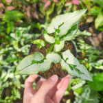 Сингониум MAJESTY