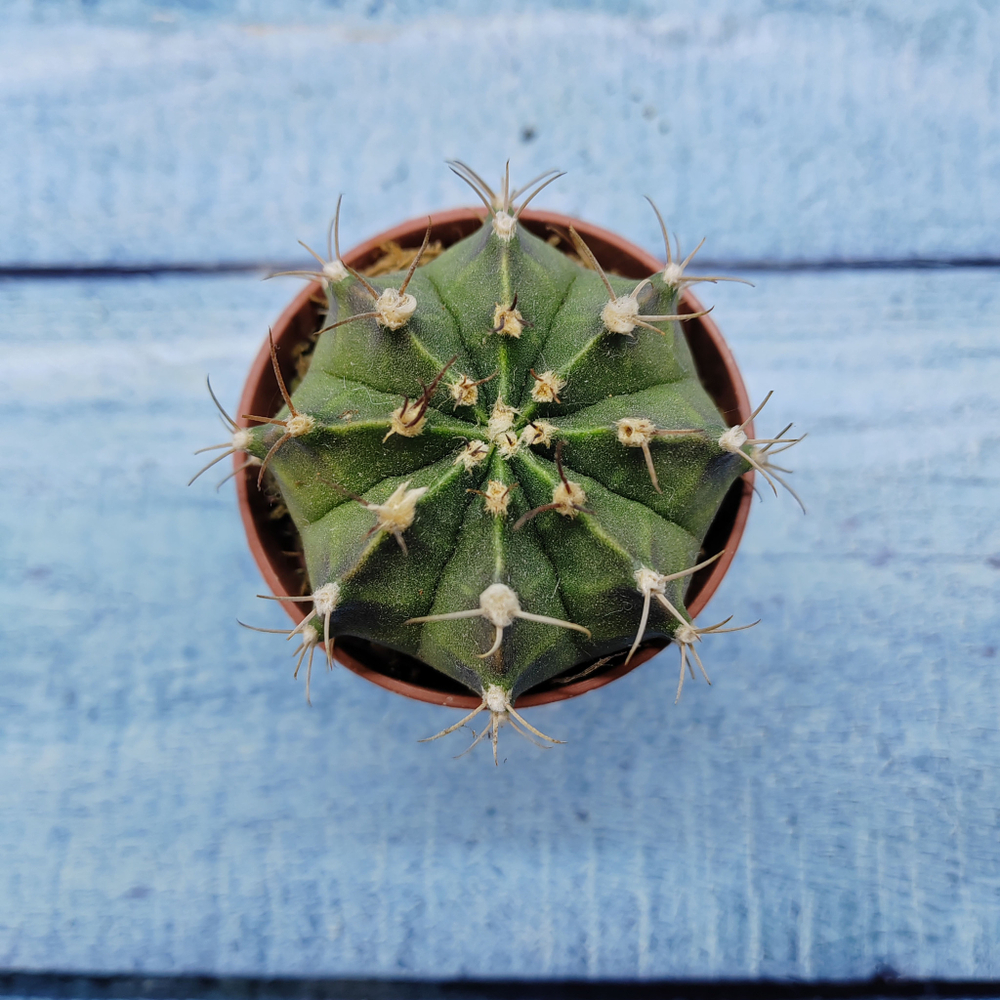 Gymnocalycium Friedrichii (Гимнокалициум)