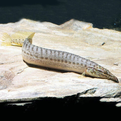 Макрогнатус Панкалус