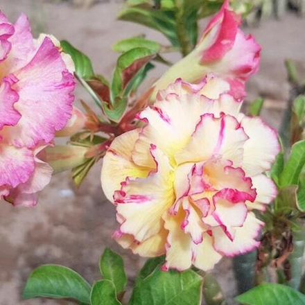 Адениум обесум 049 An Lạc 2