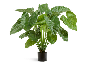 Алоказия Калидора куст большой 95 см