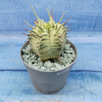Euphorbia meloformis f. Variegated (Эуфорбия вариегатная)