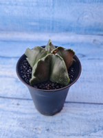 Astrophytum Myriostigma monstrosa (Астрофитум)