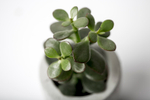 Крассула Денежное дерево d 5 см