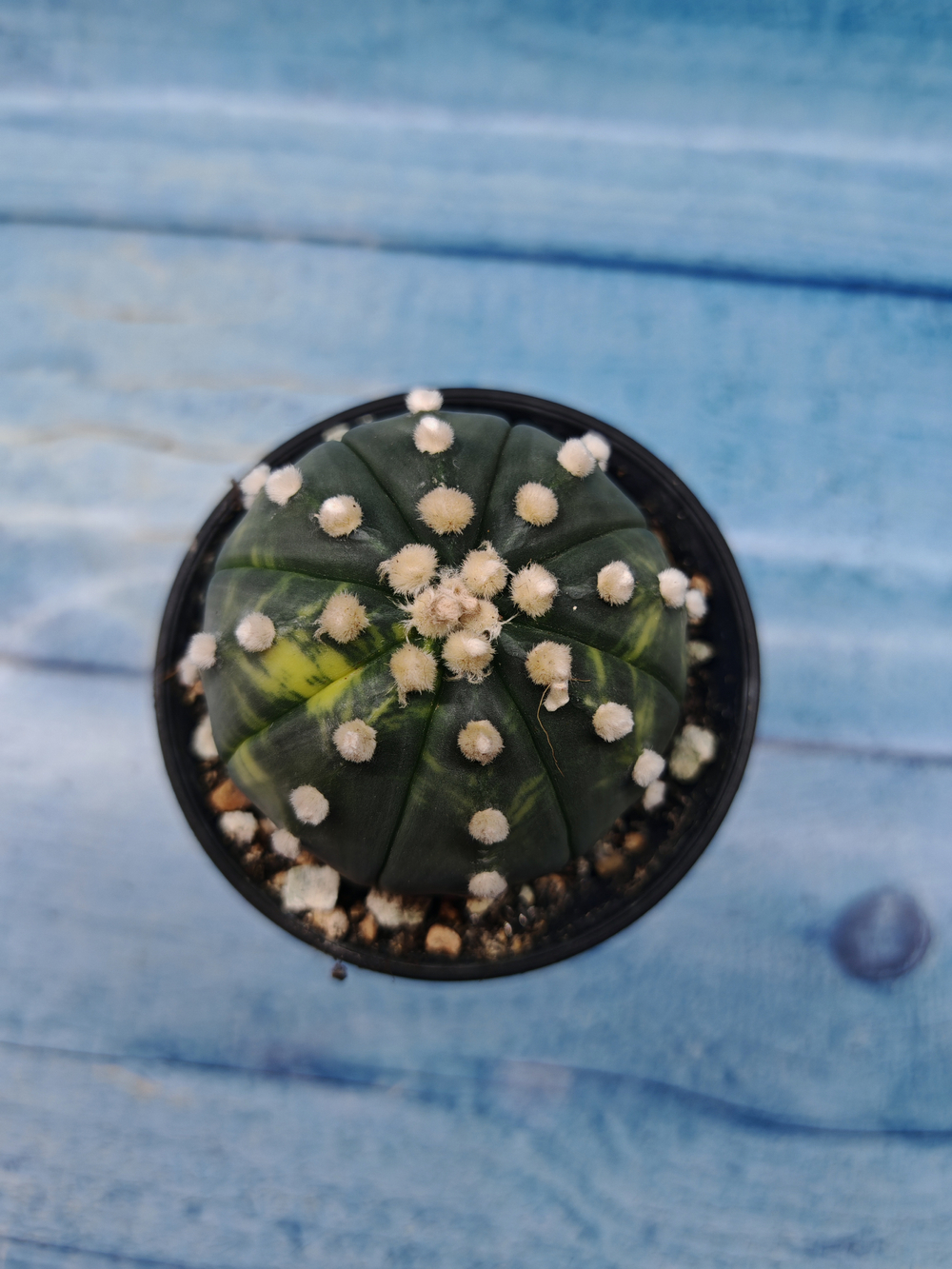 Astrophytum Asterias variagate (Астрофитум)